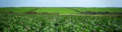flowering potato