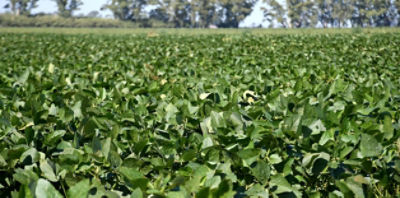 La compañía Stoller anunció el lanzamiento de un nuevo programa destinado a maximizar el potencial de rendimiento y la productividad en los campos argentinos(...)