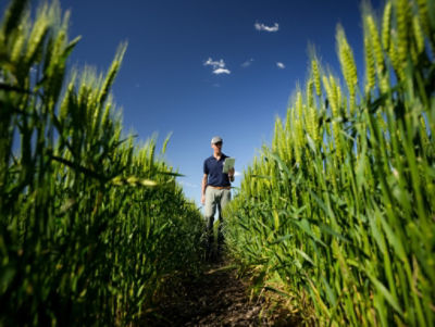 Con la finalidad de maximizar los rendimientos en trigo y cebada, Stoller presenta un programa fisiológico y nutricional compuesto por tres productos que se aplican en las diferentes etapas claves del ciclo. Stoller, compañía especialista en (...)