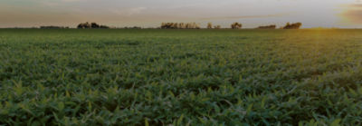 Imagen campo de maiz al atardecer