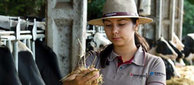 O Programa Silagem 360º fornece híbridos versáteis para facilitar a produção de silagem de qualidade