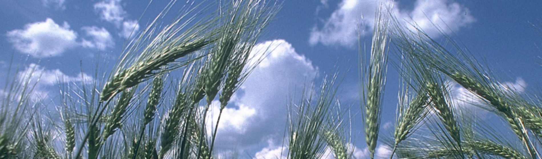 wheat