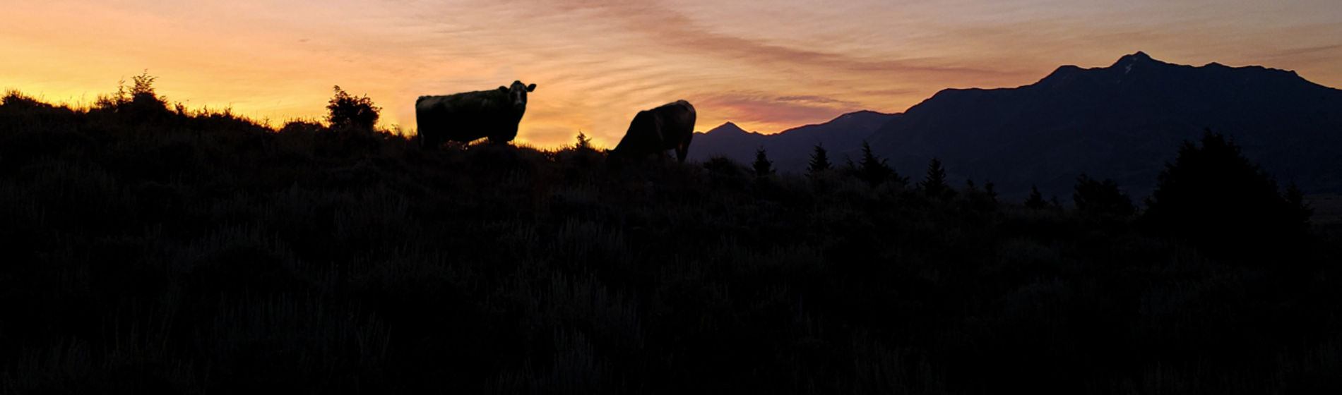 Silouette of cows on hill