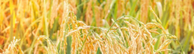 rice field