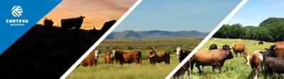 A grassy pasture with cows