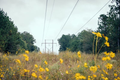 Row with yellow wildflowers