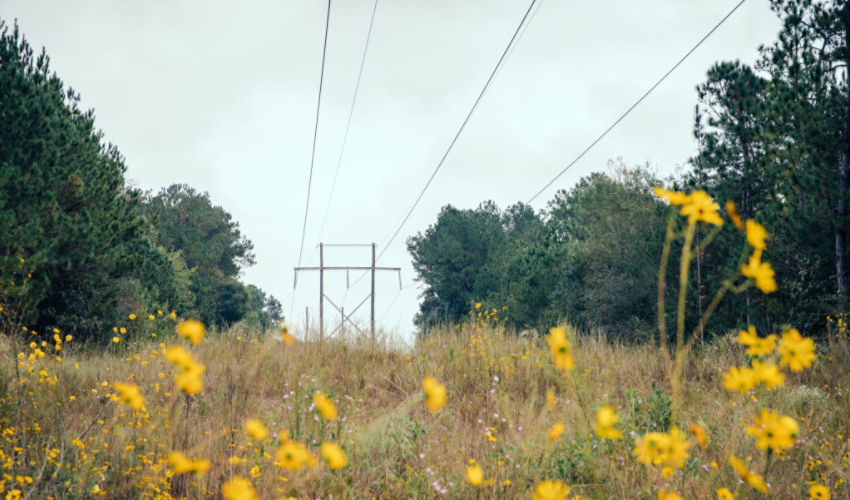 Row with yellow wildflowers