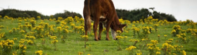 Ragwort