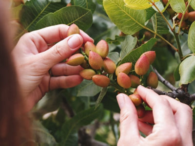 Rama de pistachos
