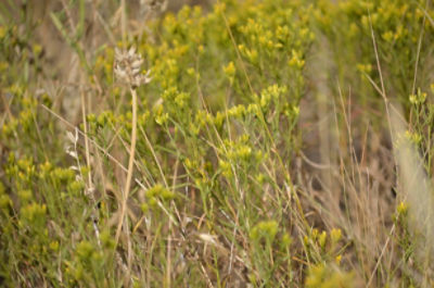 Rangeland plants