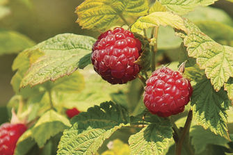 Raspberries on bush