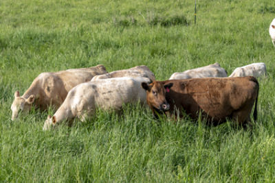 Red Angus, Charolais cattle grazing