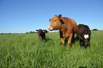 Red cow and calves