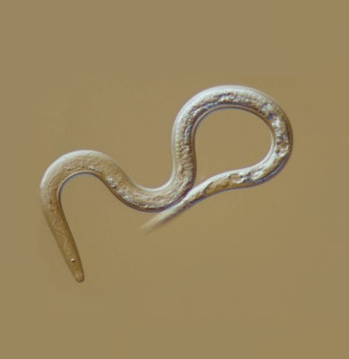 IMG-Reklemel-Supporting-Image-10-meloidogyne_incognita_j2_tt-Global