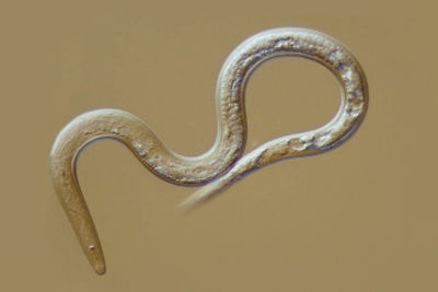 meloidogyne incognita