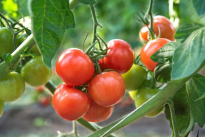 tomatoes
