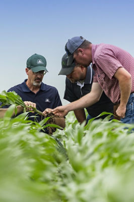 Pioneer rep helping growers - field shot