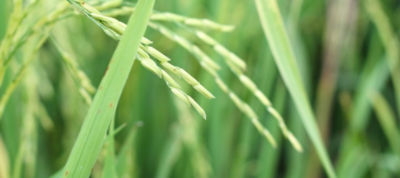IMG-Rice-field-close-up-image_GL