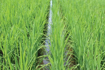 Rice Close Up