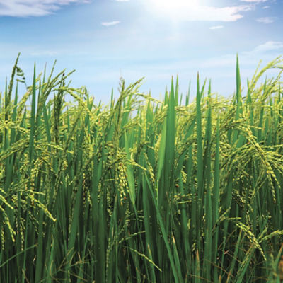 Image of a rice field.