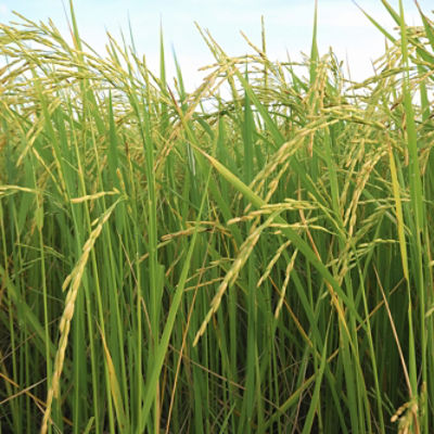 Image of a rice field.