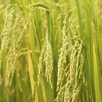 Image of a rice field.