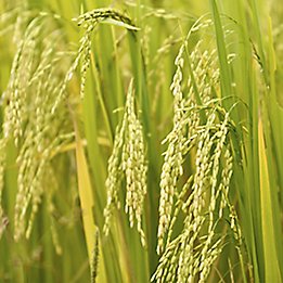 Image of a rice field.