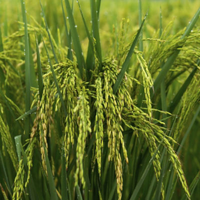 Image of a rice field and blue sky.