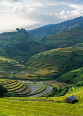 Farmer in field facing horizon