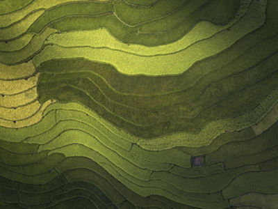 Rice Fields Texture aerial view