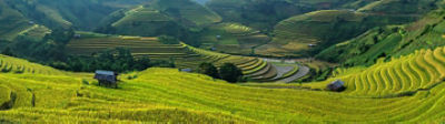 Farmer in Crop Field Looking Toward Horizon