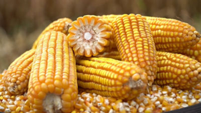 Roundup Banner Rodapé