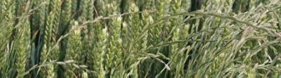 Ryegrass