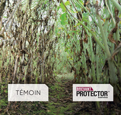 Comment gérer le Sclérotinia dans mon colza ?