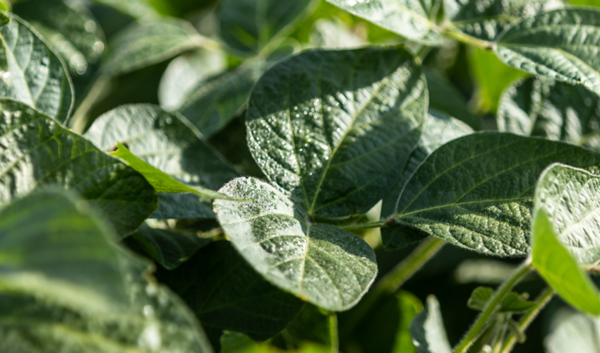 Soybeans