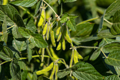 Soybeans