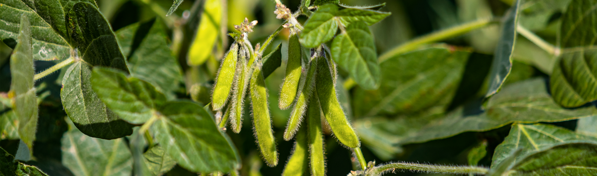 Soybeans