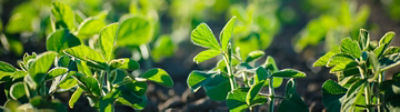 soya plants