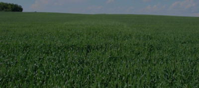 Champ de culture verte