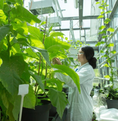 Scientist in Lab with Plants