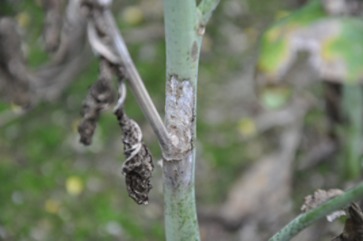Sclerotinia