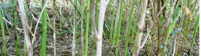Brome