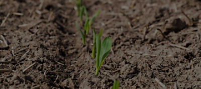 Des semences pour adapter l’agriculture aux défis des prochaines décennies
