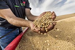 Imagen de manos con semillas desktop