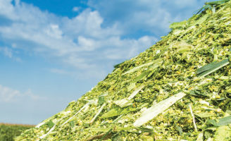 Pile of silage corn