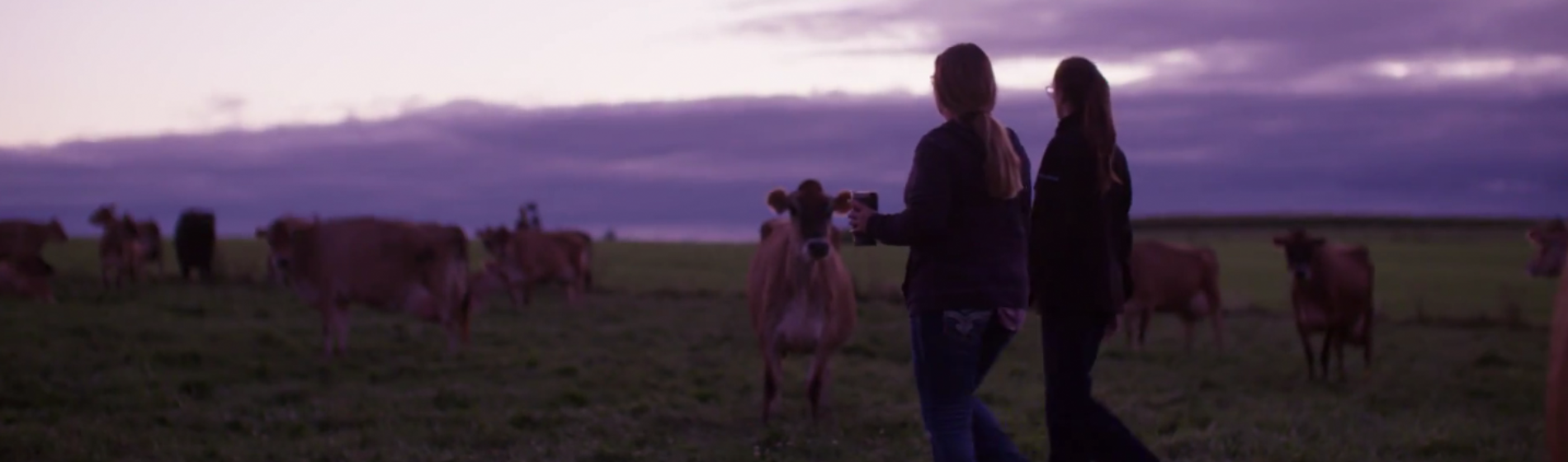Silhouette of women in cow pasture
