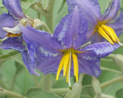 Silver Nightshade