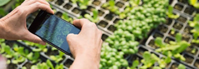 Smartphone taking photo of plants