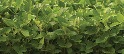Soybean close-up