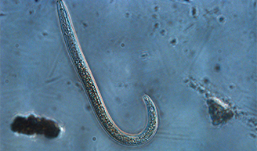 Nematode under microscope